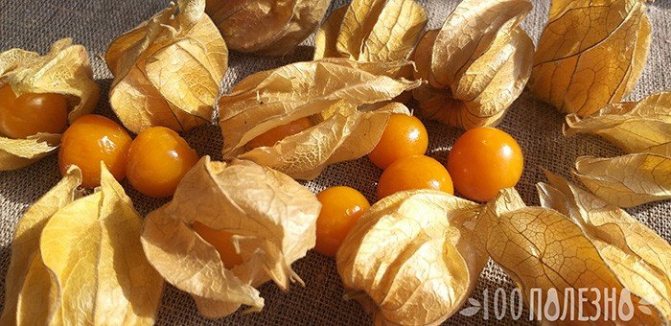 плоды съедобного физалиса